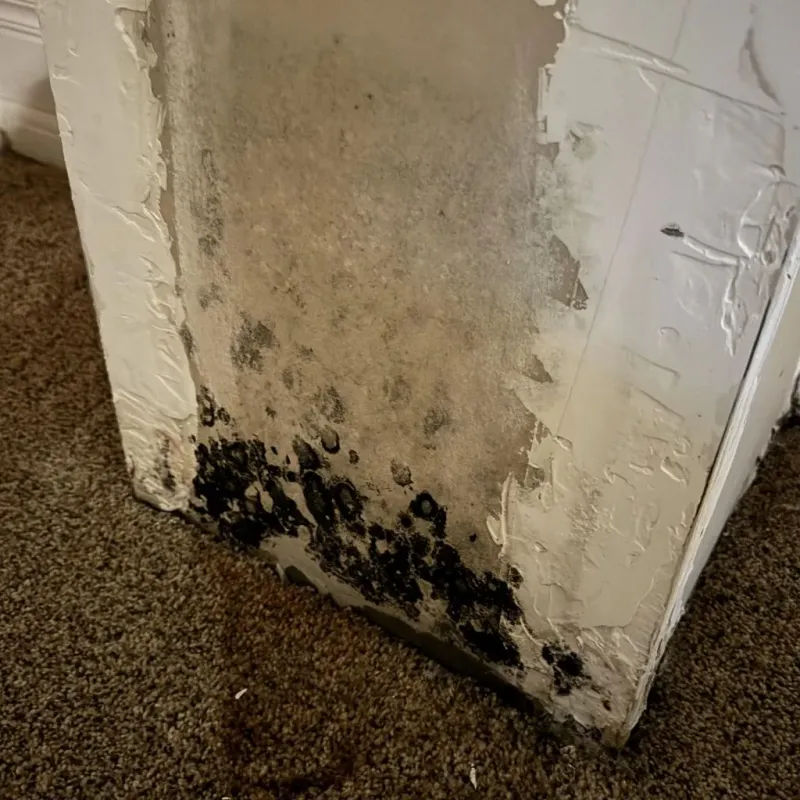 Professional Mold Removal in Orange County, NY